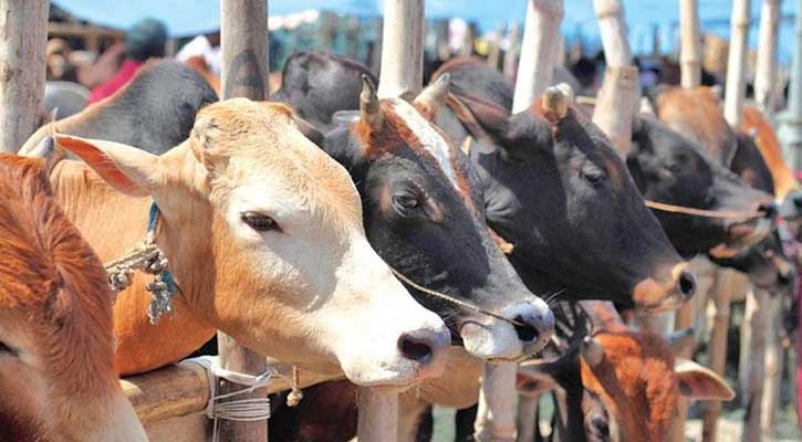 রাজধানীতে জমে উঠেছে কোরবানির পশুর হাট, চাহিদা মাঝারি আকারের গরু
