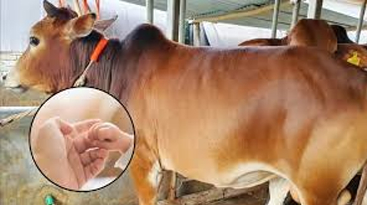 কোরবানির পরিবর্তে আকিকা—এটা কি বৈধ?