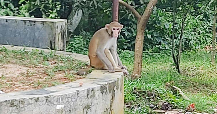 কুবি দত্ত হলে বানরের কামড়ে আহত ১০-১২ জন