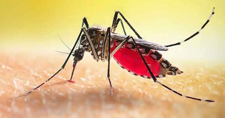 ২৪ ঘণ্টায় ডেঙ্গুতে ৮ মৃত্যু, হাসপাতালে ভর্তি ১ হাজার ৭৩৩