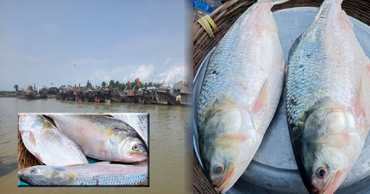 নদীর ‘কাগজে’ সাগরের ইলিশ পাচার 