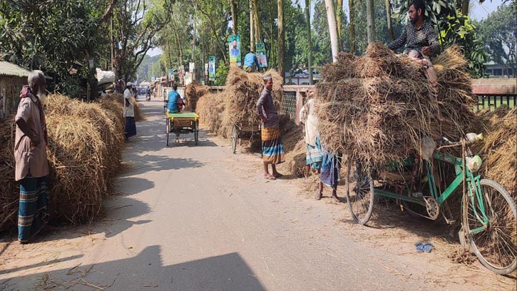 সরিষাবাড়ীতে ১ মন ধানের দামে মিলছে ১ মন খড়