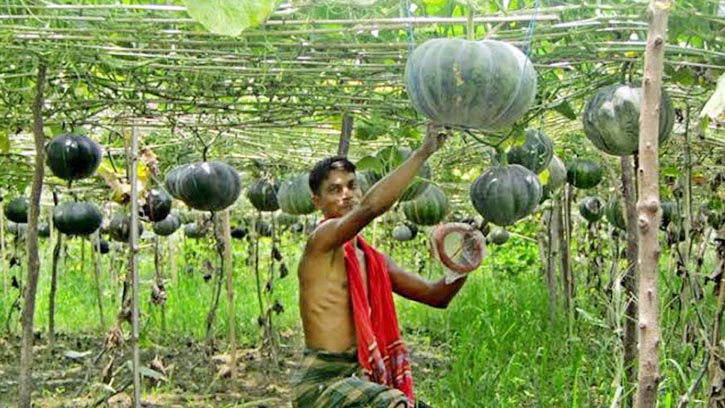 বাগেরহাটে লবণাক্ত জমিতে মিষ্টি কুমড়ার বাম্পার ফলন