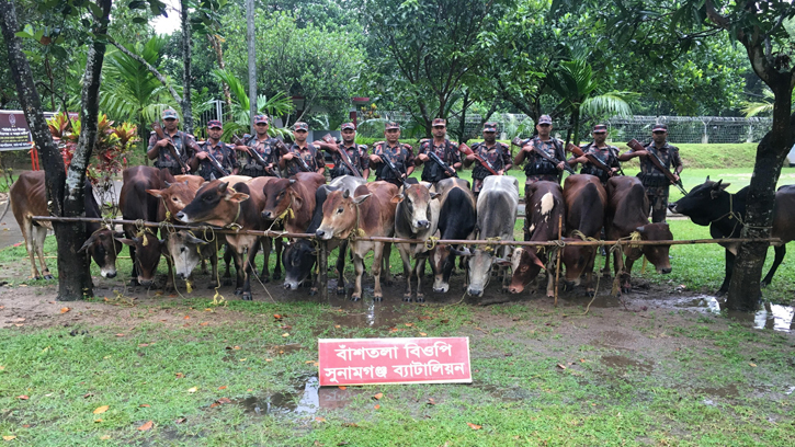 সুনামগঞ্জ সীমান্তে ২৮ বিজিবির অভিযানে ১৪ ভারতীয় গরু আটক