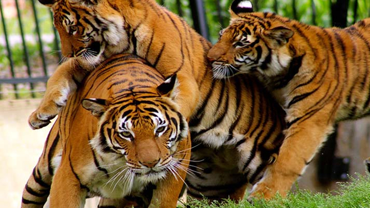 বৃদ্ধি পাচ্ছে বাঘের সংখ্যা, সুন্দরবন রক্ষায় জোরালো বার্তা