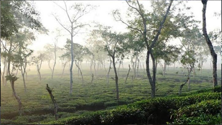 শ্রীমঙ্গলে ৪ দিন ধরে দেশের সর্বনিম্ন তাপমাত্রা 