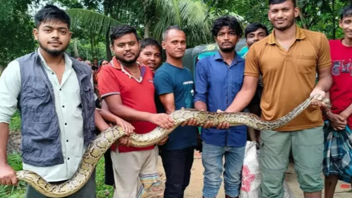 ধানক্ষেতে মিললো বিশালাকৃতির অজগর সাপ