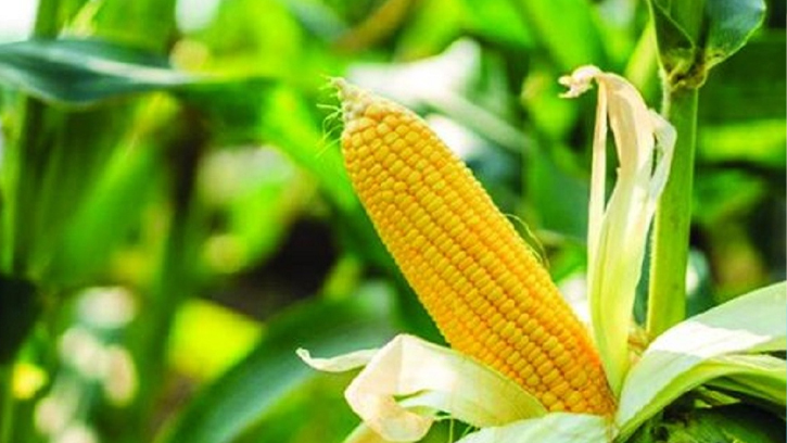 বাংলাদেশের শস্য আমদানির বড় অংশ দখলে নিচ্ছে যুক্তরাষ্ট্র