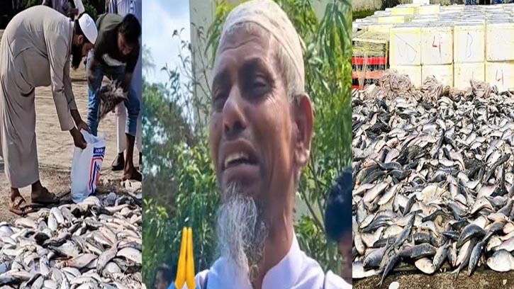 অনুমানভিত্তিক সিদ্ধান্তে ক্ষতির মুখে ইলিশ ব্যবসায়ীরা