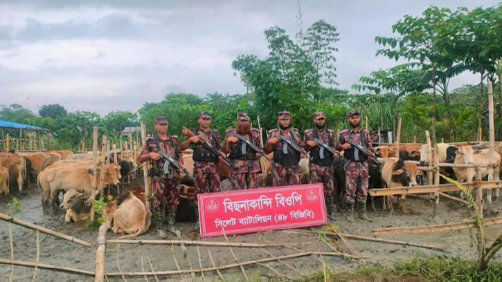 গোয়াইনঘাট সীমান্তে বিজিবির অভিযানে গরু মহিষ আটক 