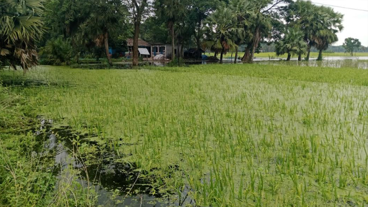 ভবদহের জলাবদ্ধতা বন্যায় তলিয়ে গেছে কৃষকের স্বপ্ন
