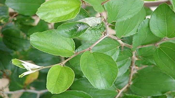 যাদু নষ্টে প্রকৃতির উপহার: বড়ই পাতার গোসল