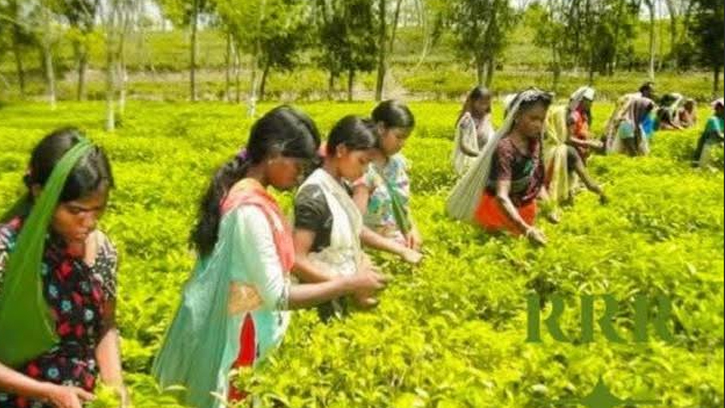 চা শিল্পে রেকর্ড গড়েছে, শ্রমিকদের ভাগ্য বদলায়নি