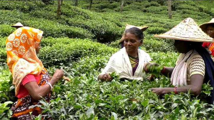 প্রখর রৌদ্রে চা শ্রমিক ও দিনমজুররা বিপদগ্রস্ত 