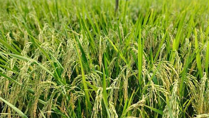 পাচিং ও ডেথ পাচিং ব্যবহারে কৃষকরা সন্তুষ্ট