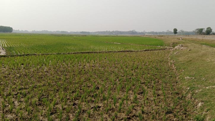 মৌলভীবাজারে পানি সংকটে ৩০ হাজার হেক্টর জমিতে বোরো ধান চাষ ব্যাহত