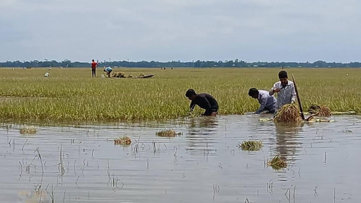 হাকালুকি হাওরসহ জেলায় ২১৬০ হেক্টর বোরো ফসল ক্ষতিগ্রস্ত
