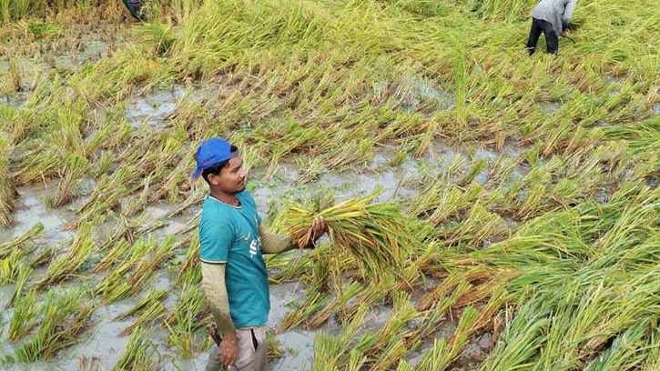আমন ধানের ভালো ফলনে কৃষকের মুখে হাঁসি 