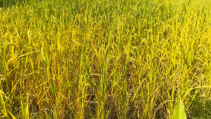 পটুয়াখালীতে খুশির জোয়ারে ভাসছে কৃষক
