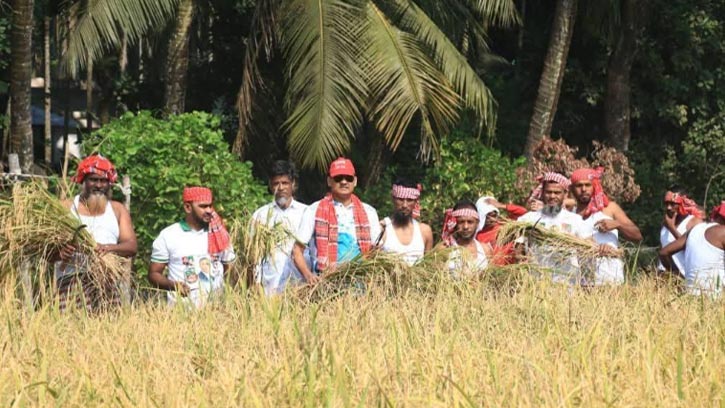 কৃষকদের ধান কেটে ঘরে তুলে দিচ্ছেন যুবদলের নেতাকর্মীরা