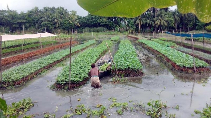 বরিশালে ধাপ পদ্ধতিতে চারা উৎপাদন করছেন কৃষকরা