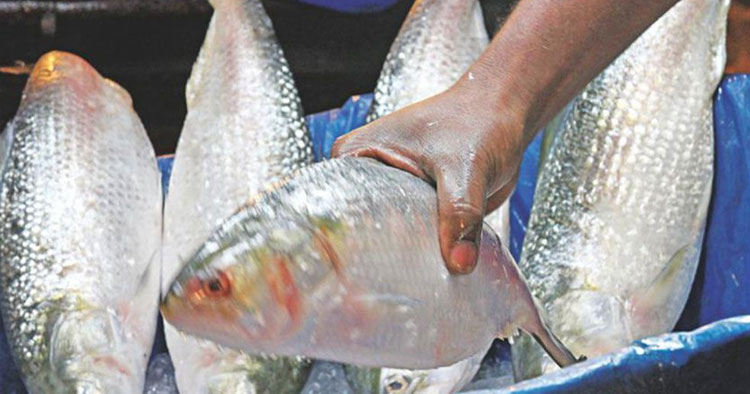 দুর্গাপূজায় ইলিশ রপ্তানি ফের চালুর অনুরোধ ভারতের আমদানিকারকদের