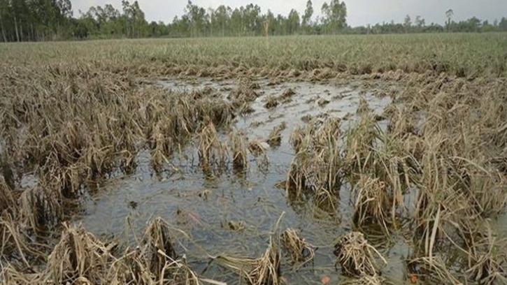 বন্যার ভয়াবহ ক্ষতি: ৪০ হাজার হেক্টর ফসলি জমি নষ্ট, বিপাকে কৃষক