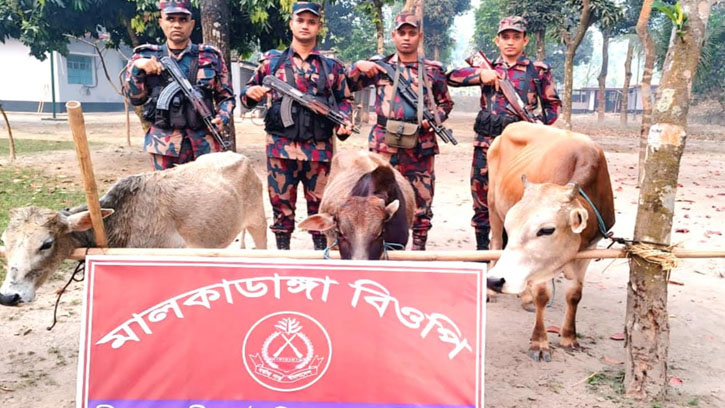 সুয়েরপার সীমান্ত এলাকায় বিজিবির অভিযানে ভারতীয় গরু আটক