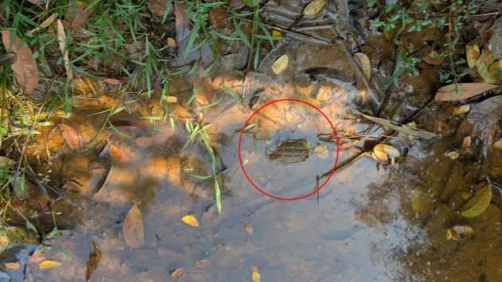 মৌলভীবাজারে আরেকটি গ্রেনেড উদ্ধার