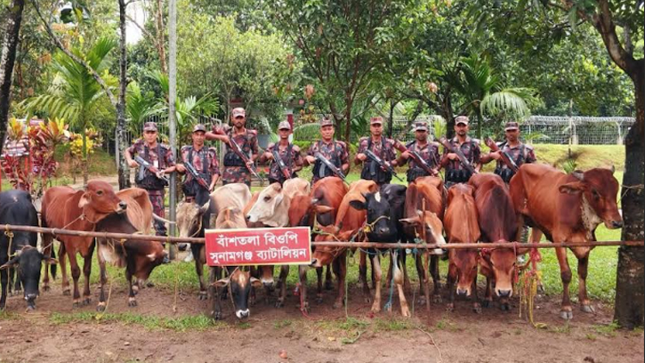 দোয়ারাবাজার সীমান্তে ভারতীয় ১৪ গরু আটক