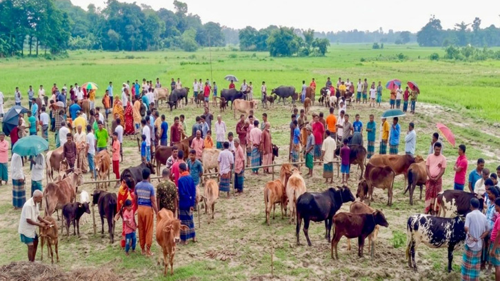 মধ্যনগরের বংশীকুন্ডা বাজারে চালু হলো সাপ্তাহিক পশুর হাট
