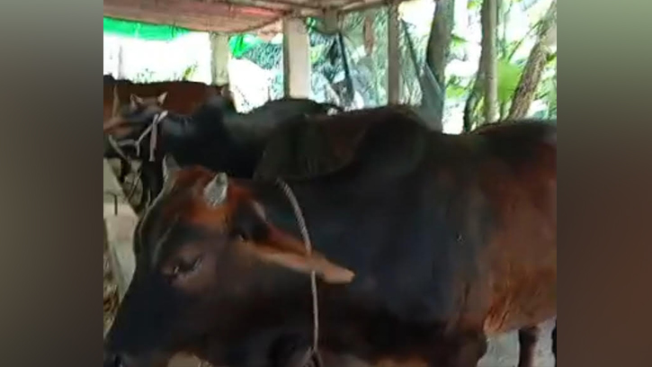 লক্ষ্মীপুরে কোরবানির পশু পরিচর্যায় ব্যস্ত তিন হাজার খামারি