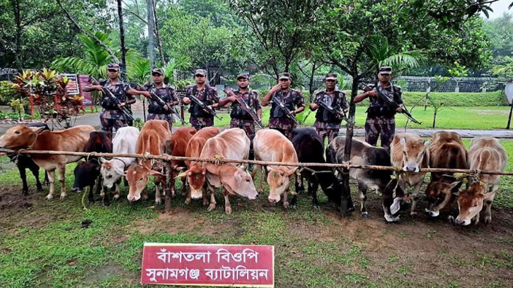 সুনামগঞ্জে নৌকাসহ ৩২ ভারতীয় গরু আটক