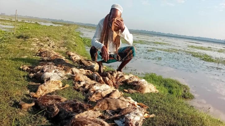 ৩৩৫ টি হাঁস বিষ টুপে মারায় খামারির মাথায় হাত