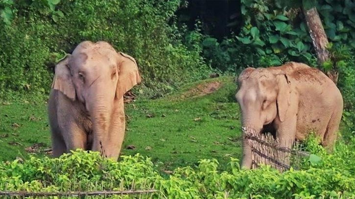 হাতির বিলুপ্তি ঠেকাতে লাঠিটিলায় পুরুষ হাতির প্রয়োজন 