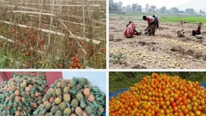 হিমাগারের অভাবে মৌলভীবাজারের কৃষকেরা বিপাকে