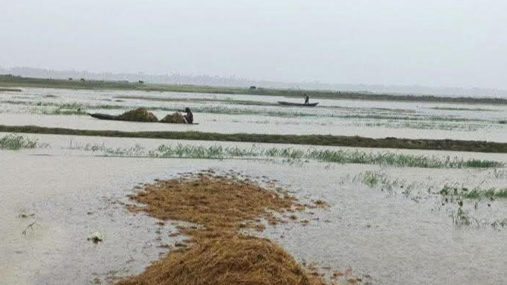 দিশেহারা কৃষকরা থৈ থৈ পানির নিচে সোনালী স্বপ্ন