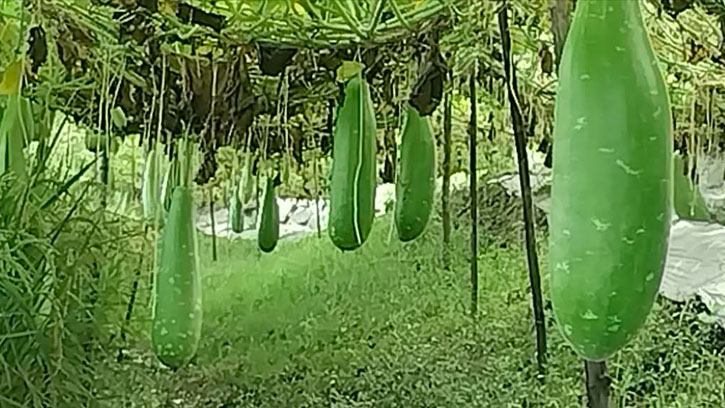 দশমিনায় সড়কের দু’পাশে লাউ চাষ