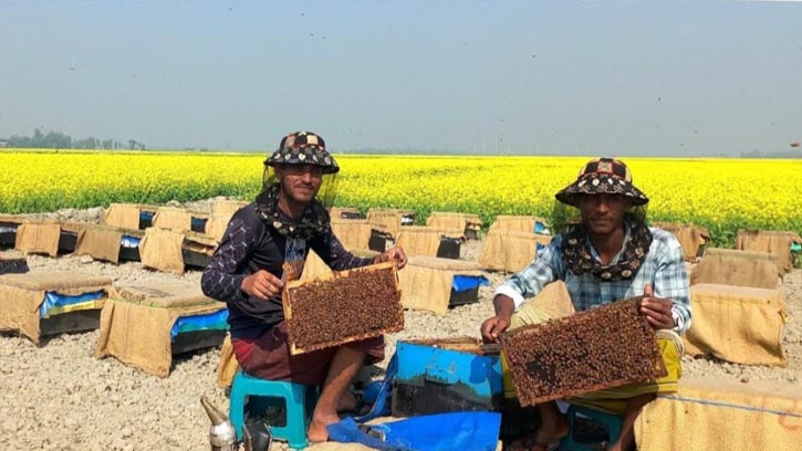উল্লাপাড়ায় মাঠে মাঠে বসেছে মৌখামার 
