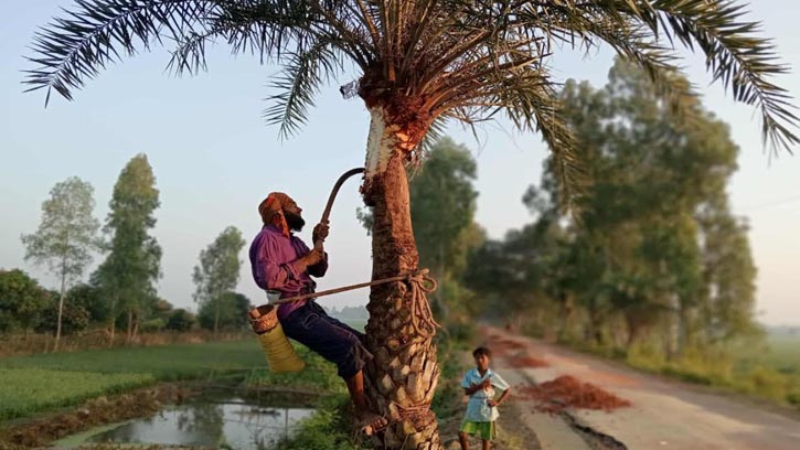 তাড়াশে খেজুর রস সংগ্রহে ব্যস্ত গাছিরা