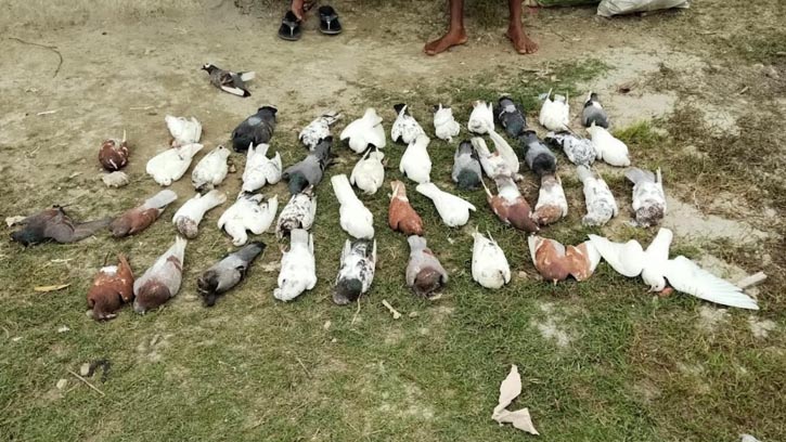 সাতক্ষীরায় বিষ প্রয়োগে ১০৮ কবুতর হত্যা, থানায় এজাহার