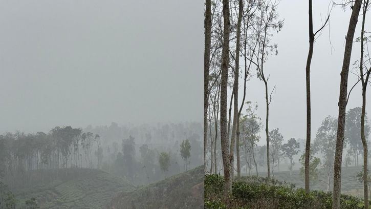 শীতের দাপটে কাঁপছে চায়ের জনপদ শ্রীমঙ্গল