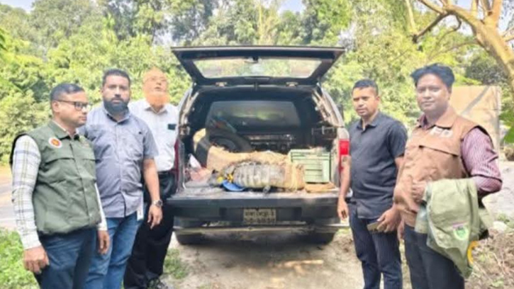 মানিকগঞ্জে ধরা পড়া কুমির বন অধিদপ্তরে হস্তান্তর