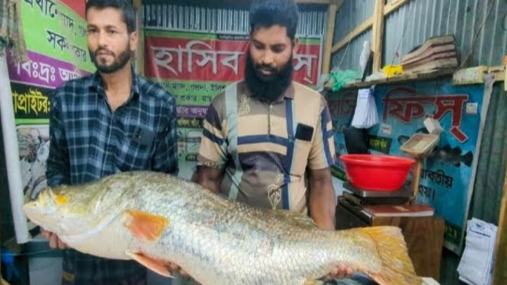 কুয়াকাটায় ২২ কেজি ওজনের কোরাল মাছ ধরা পরল জালে