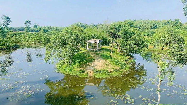 মুগ্ধতায় ভরা সবুজের সমারোহ 