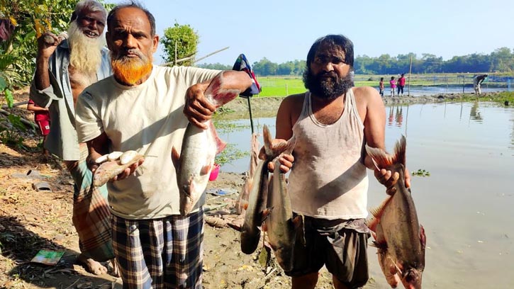 সরিষাবাড়ীতে বিলে বিষ প্রয়োগে মাছ নিধন