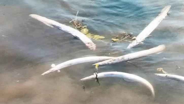 টাংগুয়ার হাওরে শক মেশিনে অবৈধভাবে মাছ নিধনের অভিযোগ