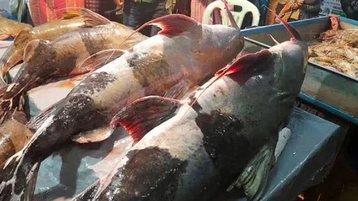 ঐতিহ্যবাহী শেরপুরের মাছের মেলা  