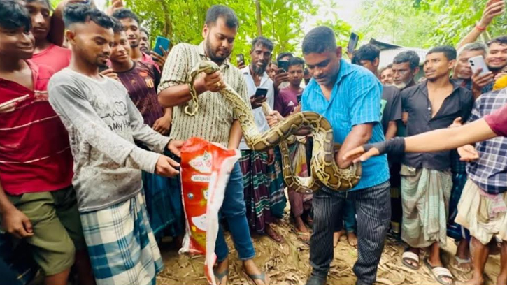 শ্রীমঙ্গলে বসতঘরের সিলিংয়ে বিশালাকৃতির অজগর