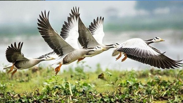 বিশ্ব ঐতিহ্য সুন্দরবনের উপকূলে অতিথি পাখি হারিয়ে যাচ্ছে